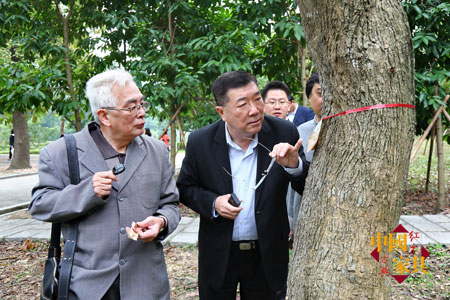 1本文作者在中山樹木園考察