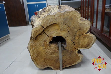 2華南農(nóng)大種植的黃花梨倒下時壽命80年，胸徑79厘米，邊材只有3厘米